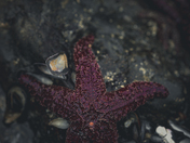 purple starfish at low tide📸