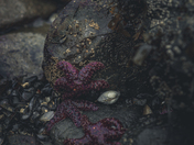 purple starfish at low tide📸