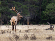 Bull Elk in Grandeur