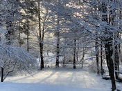 Woke up to this spring scene this morning. Claremont 