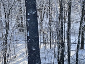 Morning after snow at the Boscowen/Concord line. 3/10/2022