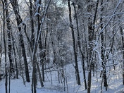 Morning after snow at the Boscowen/Concord line. 3/10/2022