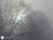 Sun trying to shine through the fog and trees in Lititz a few minutes ago
