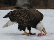 We have a pair of nesting eagles on Mascoma Lake. 