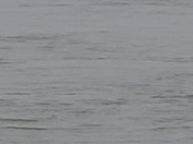 Bonus Geese