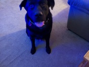 Bailey when he is bad. And times when he is good. 