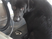 Bailey when he is bad. And times when he is good. 