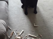 Bailey when he is bad. And times when he is good. 