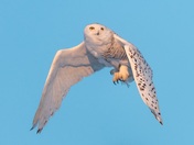 Snowy owl