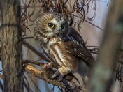 Northern Saw-whet Owl having breakfast
