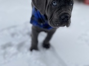 Meet Monster Mars. Playing outside on this beautiful snow day
