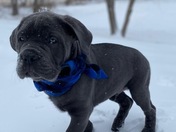 Meet Monster Mars. Playing outside on this beautiful snow day