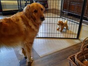 Test run before the new puppy arrives on Saturday