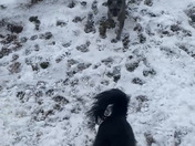 Benny loves to catch snowballs in this weather! 