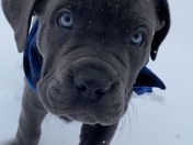 This is Mars playing in the snow. Edgerton Mo. 