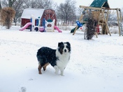 Gus in Green Ridge looking majestic in the snow