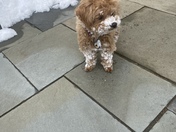 Our two year old Lexi enjoying the snow in St Joseph