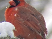 March 9, 2022 Download Keene Cardinal at my home ðŸ˜Š