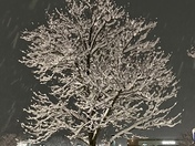 March 9, 2022 Download Keene Cardinal at my home ðŸ˜Š