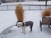Smoky Bleu is our old English sheepdog who had just gotten a spring haircut with warmer weather 