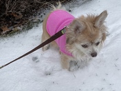 Ginger enjoying â€˜Snowsdayâ€™! 