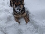 Rocco won't come back inside, having too much fun.