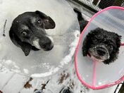 Bella & Olina and their "Snow Cones"Both had surgery this week, one had an ear hematoma and the other an eyelid tumor. 