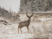 Wild, royal and free