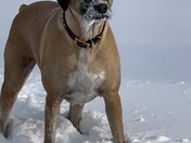 Lily loves playing in the snow.