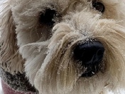 Our playful pooch MAGOO loves the snow! 