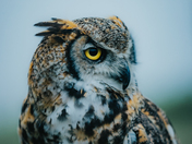 Be owlsome