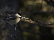 Black Capped Chickadee