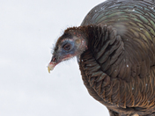 Wild Turkey Portrait, March 9, 2022