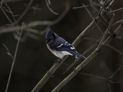 Blue Jay 
