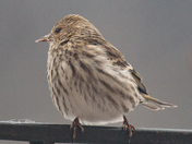 Pine siskin passing through