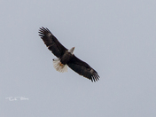 Mature bald eagle
