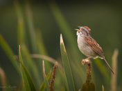 Small but mighty sparrow