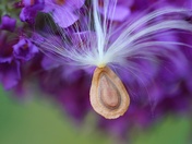 Milkweed Seed