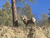 Saw this Ram headed up to Red River for a day of snowboarding! 