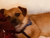 This is POOPY he has been missing for 235 days. 
