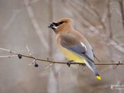 Cedar Waxwing eating European Buckthorn berry