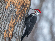 Pileated Wood pecker