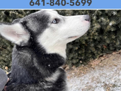 Lost dog contact the number on the page not my dog! But help find it