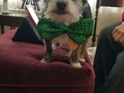 Houston, my little rescue dog!