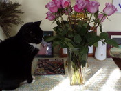 Cat with roses in new ipswich NH