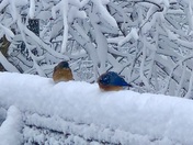 Bluebirds enjoying the snow just north of Brickerville.