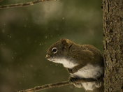 Curioud Red Squirrel