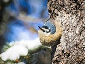 Nuthatch - 1