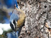 Nuthatch - 2