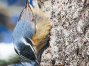 Nuthatch - 3